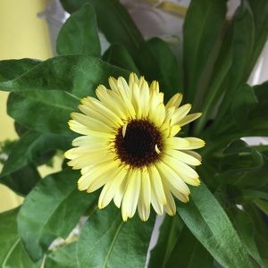 Meet your Posher, Monica